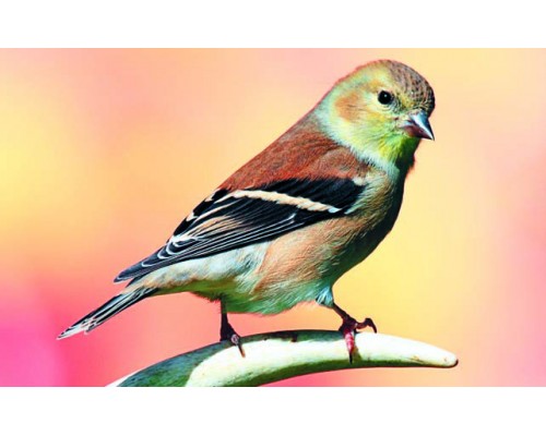 Desk Calendar DC13